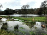 21st Jan 2021 - flooded fields