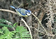 4th Oct 2021 - Blue Tit