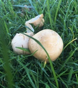 4th Oct 2021 - Teenie tiny fungi
