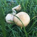 Teenie tiny fungi by 365anne