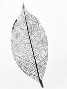 4th Oct 2021 - Skeleton leaf
