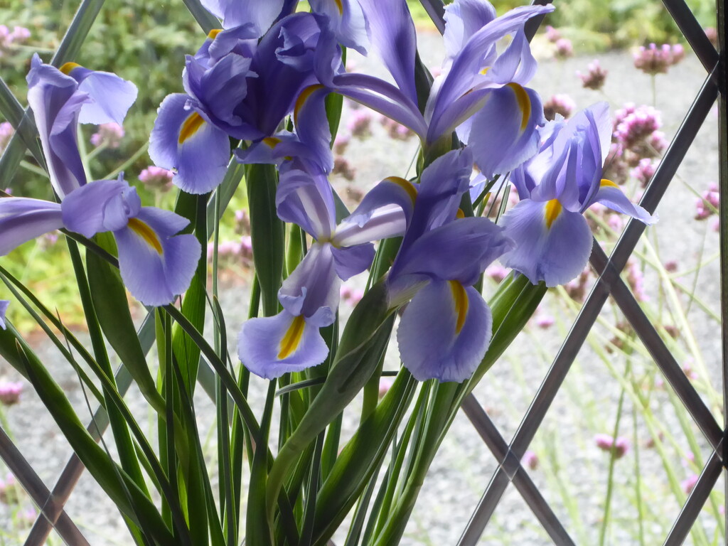 Irises from a friend by snowy