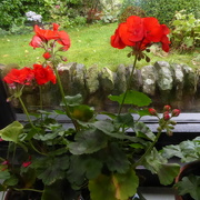 4th Oct 2021 - these are my indoor geraniums looking out to the garden