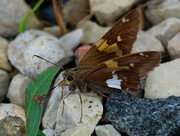 4th Oct 2021 - silver spotted skipper 