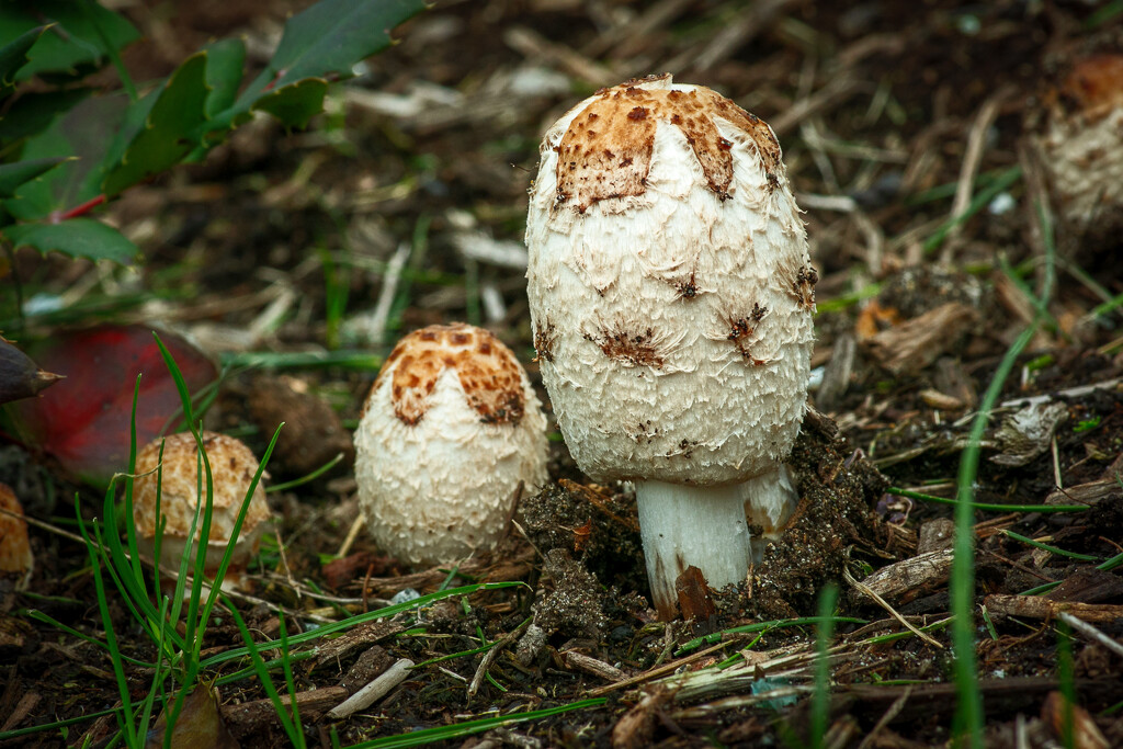 Shaggy Mane by cdcook48