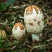 Shaggy Mane by cdcook48