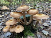 4th Oct 2021 - Mushroom Condo for Fairies  🧚‍♀️ 