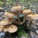 Mushroom Condo for Fairies  🧚‍♀️  by radiogirl
