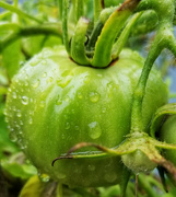 4th Oct 2021 - Last of the green tomatoes 