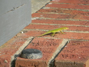 4th Oct 2021 - Green Lizard on Porch