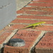Green Lizard on Porch by sfeldphotos