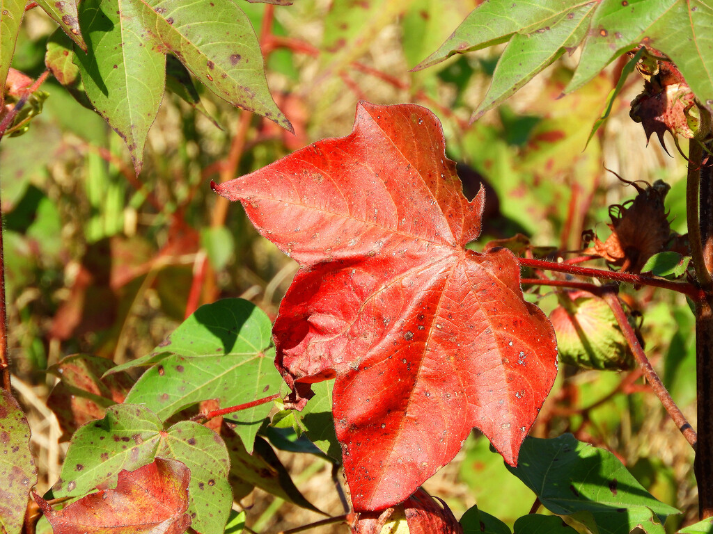 Autumn cotton leaves by homeschoolmom