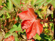 3rd Oct 2021 - Autumn cotton leaves