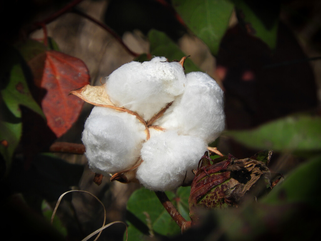 Cotton blossom by homeschoolmom