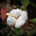 Cotton blossom by homeschoolmom