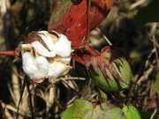 3rd Oct 2021 - Cotton stages