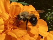 4th Oct 2021 - Marigold & Busy Bee