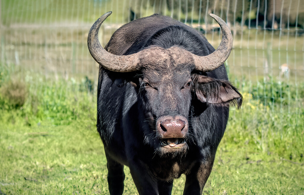 An older Buffalo  by ludwigsdiana