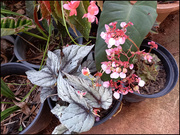 5th Oct 2021 - Begonia plants