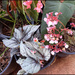 Begonia plants by kerenmcsweeney