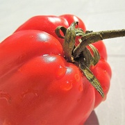 5th Oct 2021 - Freshly picked tomato