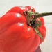 Freshly picked tomato by etienne