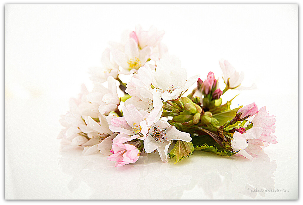 Cherry Blossoms by julzmaioro