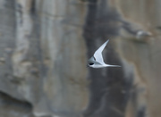 18th Sep 2021 - Caspian Tern riding the wind