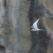 Caspian Tern riding the wind by creative_shots