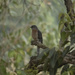 Fantail Cuckoo by koalagardens