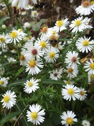 28th Sep 2021 - Asters
