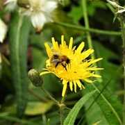 28th Sep 2021 - Bee