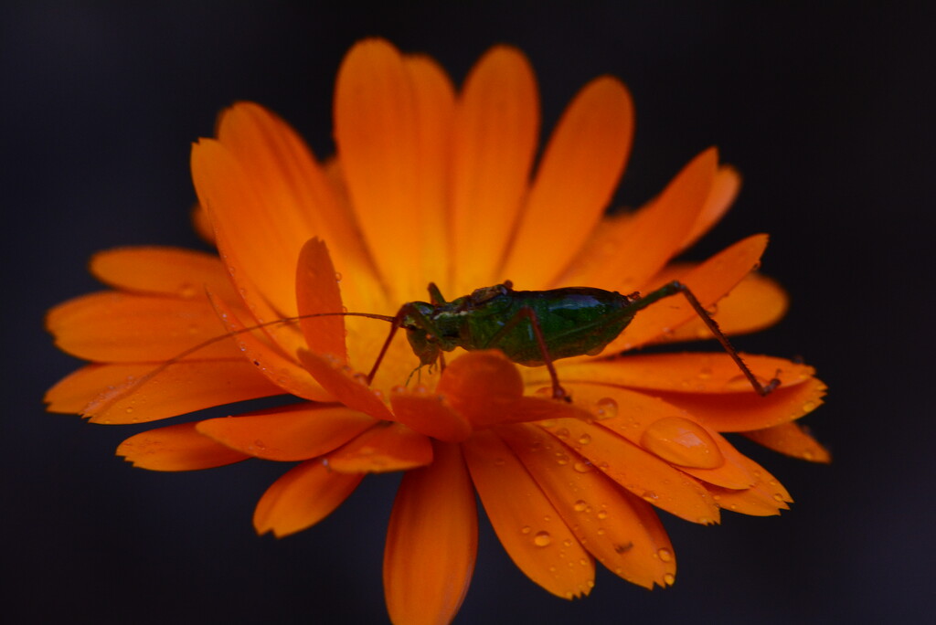 Speckled bush cricket..... by ziggy77