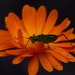 Speckled bush cricket..... by ziggy77