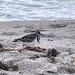 Shore Bird by wilkinscd