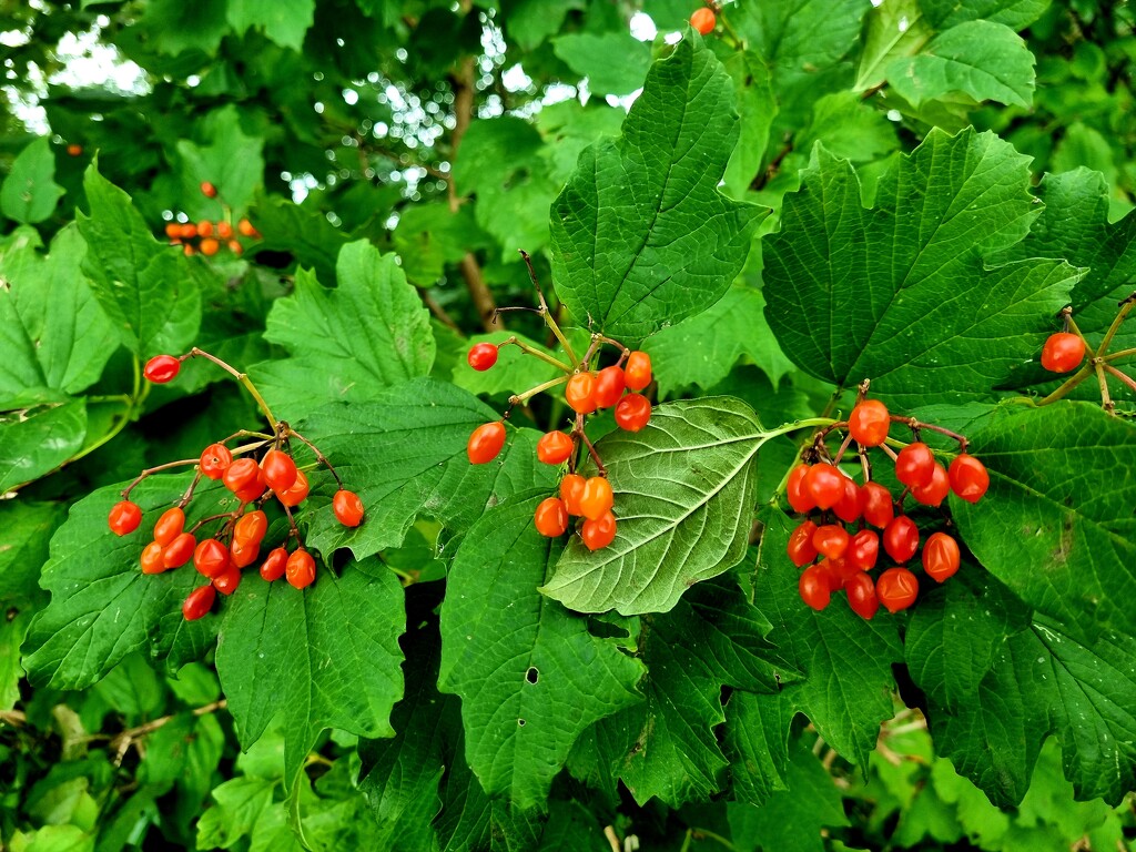 Autumn berries 1: Guelder Rose by julienne1