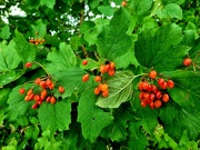 1st Oct 2021 - Autumn berries 1: Guelder Rose