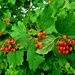 Autumn berries 1: Guelder Rose by julienne1