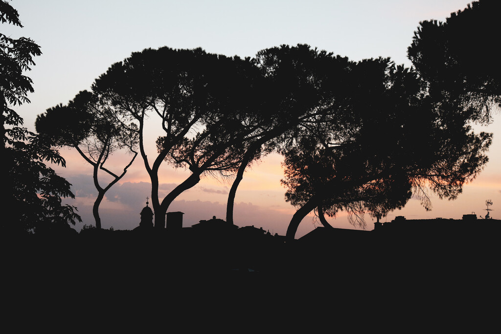 Trees of Rome by frappa77