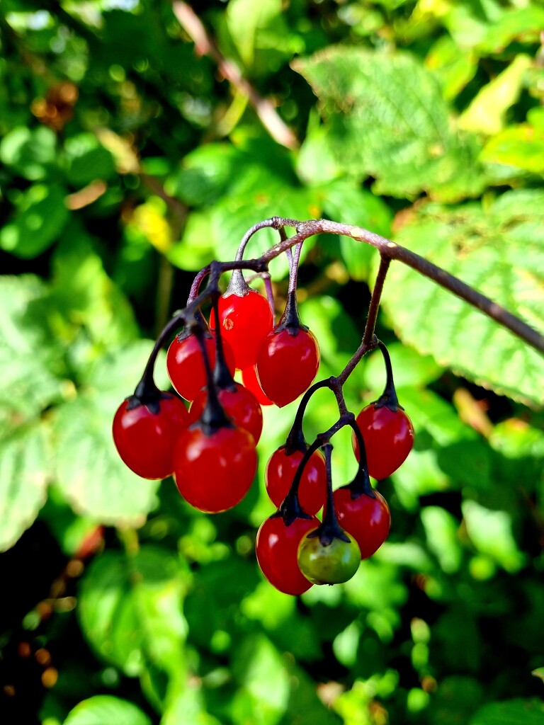 Autumn berries 2: Woody Nightshade by julienne1
