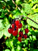 2nd Oct 2021 - Autumn berries 2: Woody Nightshade