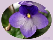 5th Oct 2021 - African Violet
