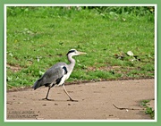5th Oct 2021 - Heron On A Mission