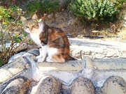 5th Oct 2021 - Cat on a Hot Terracotta Roof
