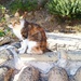 Cat on a Hot Terracotta Roof by 30pics4jackiesdiamond