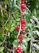3rd Oct 2021 - Autumn berries 3: Black Bryony