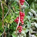 Autumn berries 3: Black Bryony by julienne1