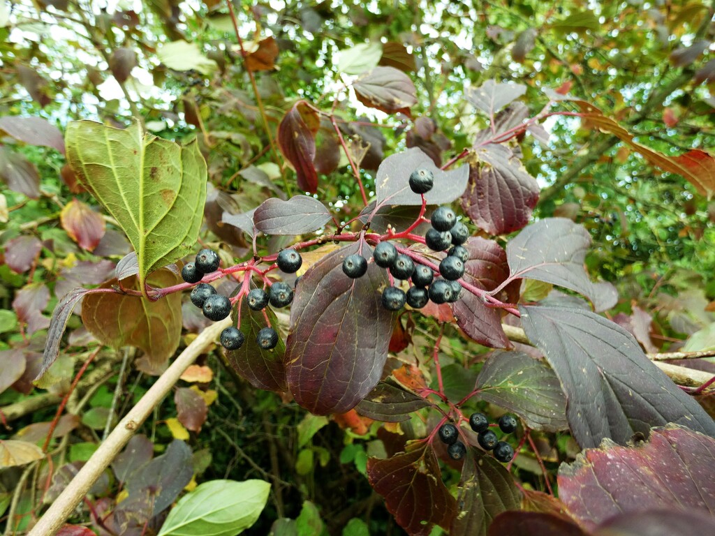 Autumn berries 4 : Dogwood by julienne1