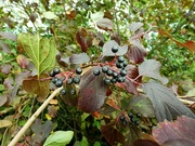 4th Oct 2021 - Autumn berries 4 : Dogwood