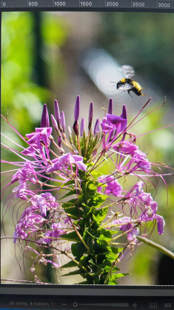 Spider Flower and Bee by k9photo